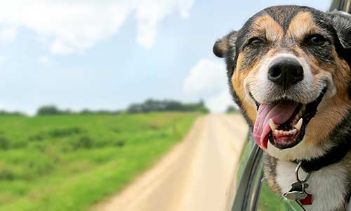 Travelling with your dog in the car: Law and tips