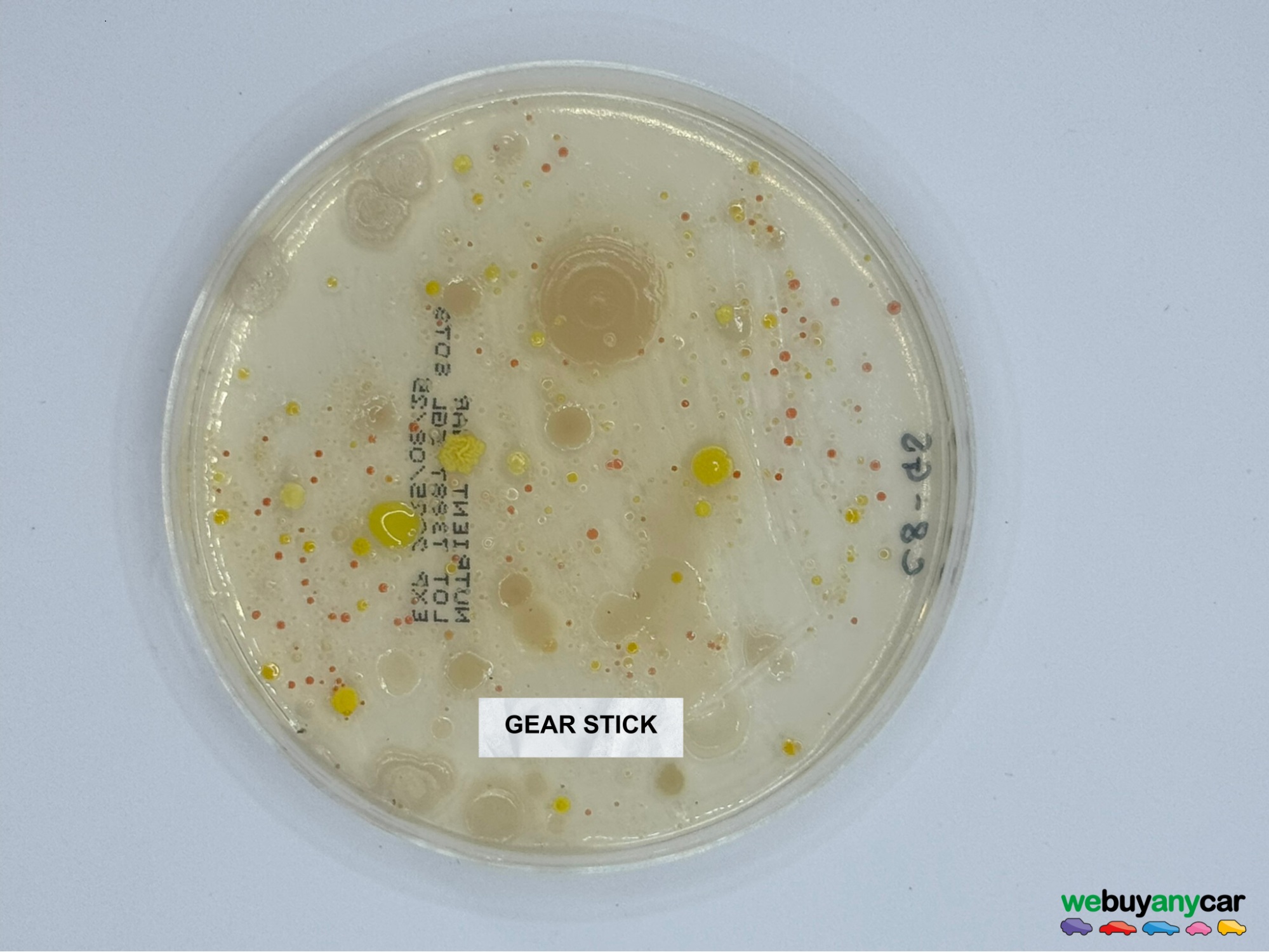 gear stick bacteria