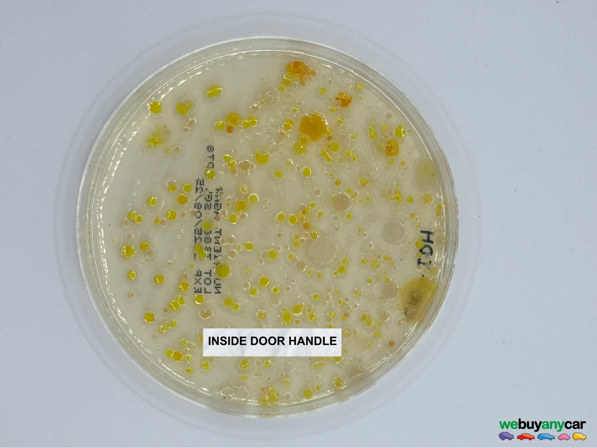 inside door handle bacteria