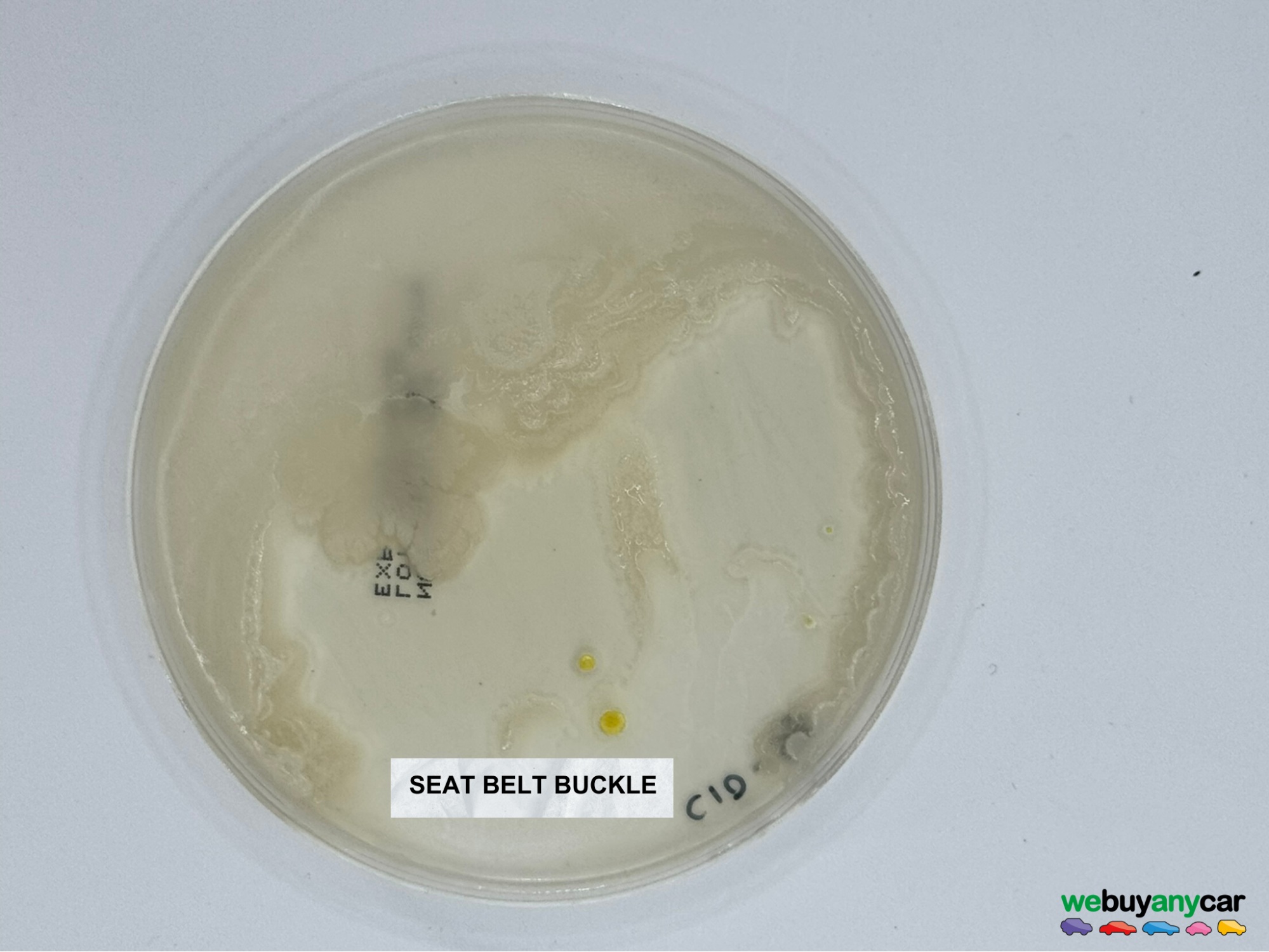 seat belt buckle bacteria