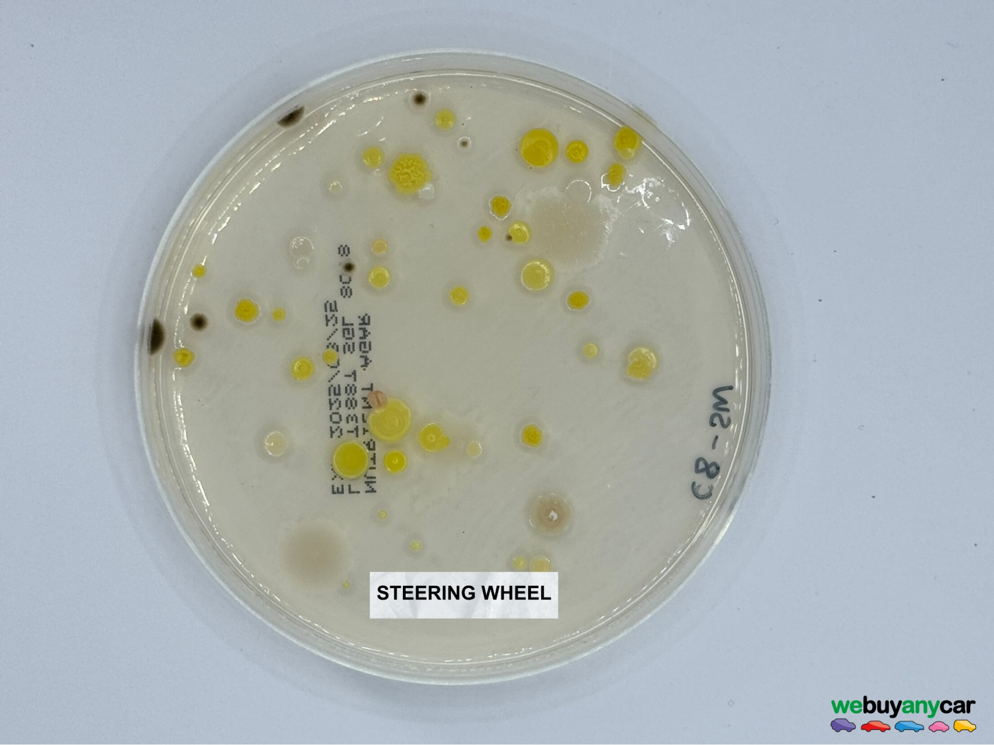 steering wheel bacteria