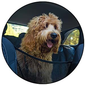 Dog left in car